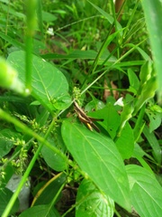 Phlaeoba fumosa