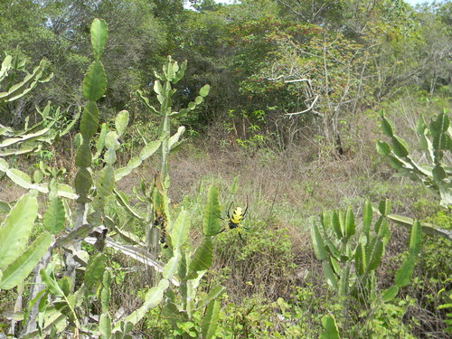 Trichonephila turneri