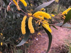 Acacia julifera