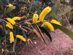 Acacia julifera