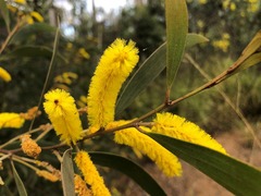 Acacia julifera