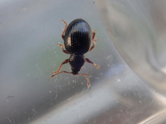 Barypeithes araneiformis