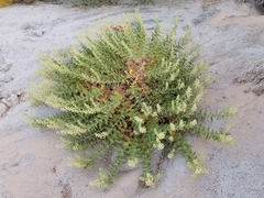 Ambrosia ilicifolia