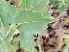 Ambrosia ilicifolia