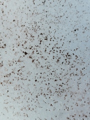 Chlamydomonas nivalis