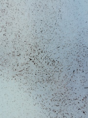 Chlamydomonas nivalis