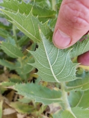 Ambrosia ilicifolia