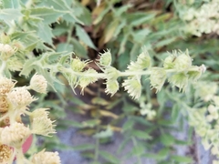 Ambrosia ilicifolia