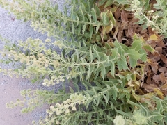 Ambrosia ilicifolia