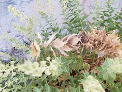 Ambrosia ilicifolia