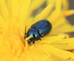 Cryptocephalus violaceus