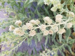 Ambrosia ilicifolia