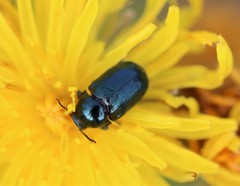 Cryptocephalus violaceus