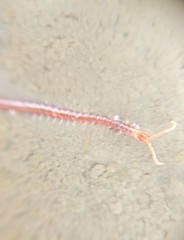 Geophilomorpha