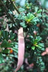Pultenaea microphylla
