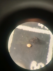Pseudothurammina limnetis