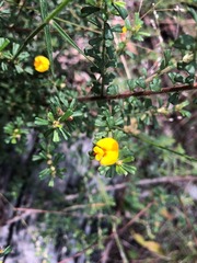 Pultenaea microphylla