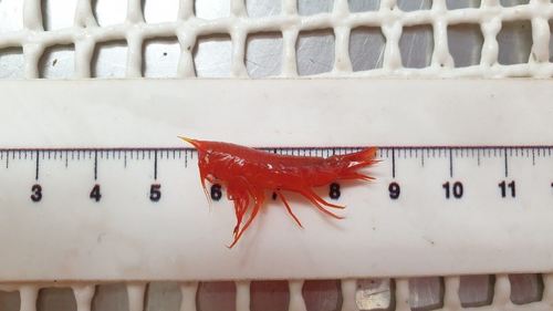 Cyphocaris richardi