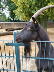Capra hircus