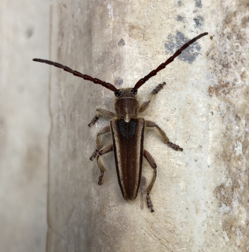 Mallosia graeca · iNaturalist