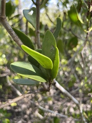 Lysiana maritima
