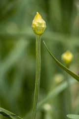 Parnassia palustris