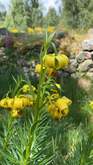 Lilium pyrenaicum