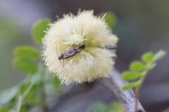 Scythris trivinctella