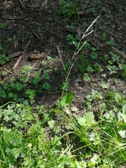 Lolium giganteum