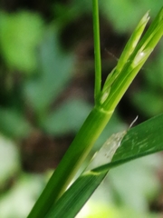 Lolium giganteum