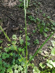 Lolium giganteum