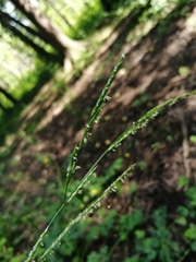 Lolium giganteum