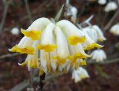 Edgeworthia chrysantha