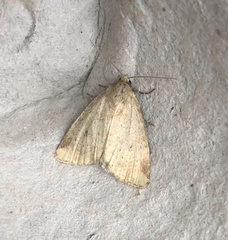 Photedes minima