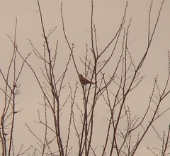 Turdus naumanni