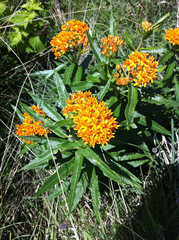 Asclepias tuberosa