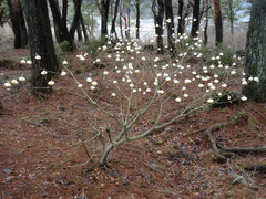 Edgeworthia chrysantha