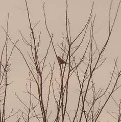 Turdus naumanni
