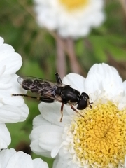 Syritta pipiens