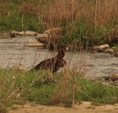 Aegypius monachus
