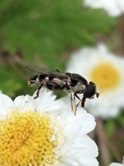 Syritta pipiens