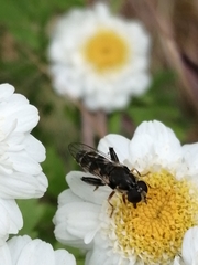 Syritta pipiens