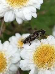 Syritta pipiens