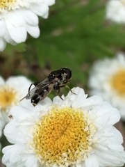 Syritta pipiens
