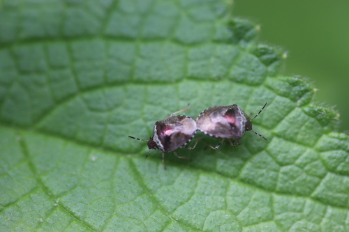 Woundwort Shield Bug, Leiden, Zuid-Holland, Netherlands, photo 7 of 10