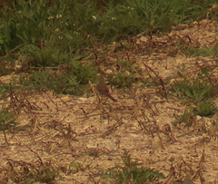 Anthus rubescens japonicus