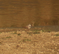Charadrius placidus