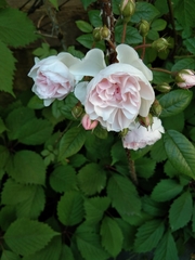 Rosa