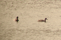 Anas platyrhynchos