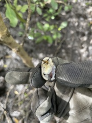 Ellobiidae